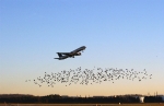 Sammlung zur Reduzierung von Wildtierkollisionen mit Flugzeugen<br>