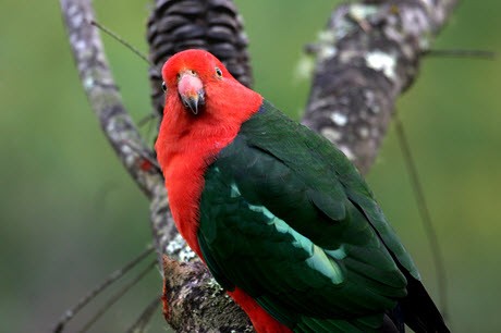 Photo of an Australian King Parrot