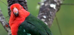 CSIRO photo of Australian King Parrot