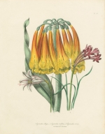 Hilda Holme Book Illustration Collection