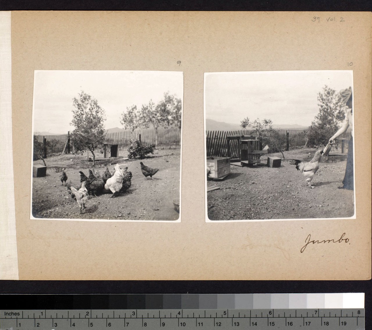 Álbum de fotos del Sr. y la Sra. French Gilman, 1901. Chickens and rooster feeding, Huntington Digital Library